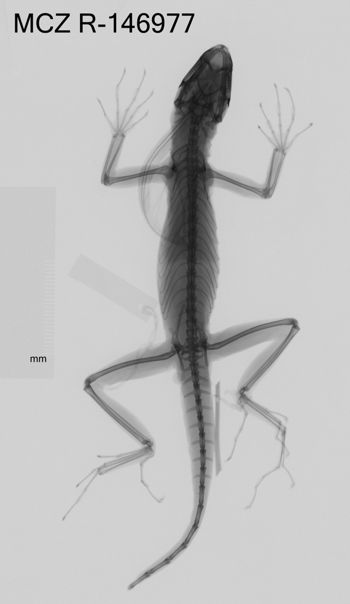 Media type: image;   Herpetology R-146977 Aspect: dorsoventral x-ray